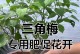 三角梅怎样让它开花？（探索三角梅开花的关键因素及技巧）