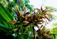 百合竹开花的奥秘（探究百合竹开花的原因和特点）