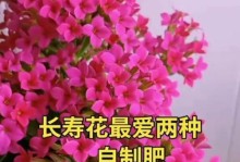 长寿花如何施肥才能茁壮成长？（一篇详细介绍长寿花肥料施用方法的指南）