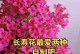 长寿花如何施肥才能茁壮成长？（一篇详细介绍长寿花肥料施用方法的指南）