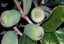 蝶豆花的生长特征（一年生植物与昆虫共生的奇妙生态）