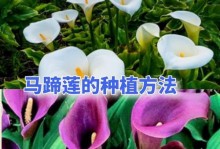马蹄的种植时间和技巧（为您详细介绍马蹄的种植时间和技巧，让您一步步掌握种植技巧）