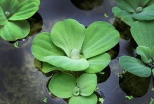 浮萍开花的奥秘（探究浮萍开花的生态意义与形态结构）