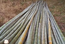 毛竹种植全攻略（栽培技巧、育苗方法以及管理要点）