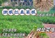 韭菜生长环境条件及特点（探秘韭菜的最佳生长环境和特点）