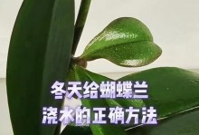 如何科学浇水，让蝴蝶兰花期更加美丽（掌握关键时刻，给蝴蝶兰适时补充水分）