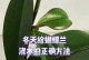 如何科学浇水，让蝴蝶兰花期更加美丽（掌握关键时刻，给蝴蝶兰适时补充水分）