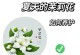 如何在家中养茉莉花？（学习茉莉花的家庭养法，让您的家充满芬芳）
