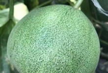 甜瓜生芽是否可食？（生芽甜瓜的食用方法和注意事项）