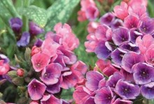 菊花的生长条件（了解菊花的喜阳、喜阴特点及其耐阴、耐晒能力）