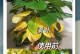 柱子绿箩叶子发黄怎么办（教你如何拯救黄叶问题，让柱子绿箩重焕生机）
