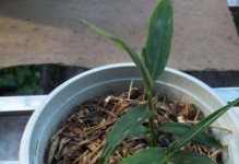 如何种植姜花的生姜盆栽（从姜块到姜花，学会种植生姜盆栽的技巧与方法）