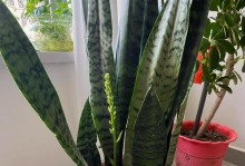 虎皮兰的浇水频率与注意事项（虎皮兰浇水间隔、浇水量及浇水技巧解析）