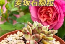 多肉植物苏醒（以多肉为主题的救活指南，让你的花卉重焕生机）