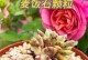 多肉植物苏醒（以多肉为主题的救活指南，让你的花卉重焕生机）
