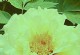 如何养护洛阳牡丹？（打造绚丽花海，从栽培到管理全攻略）