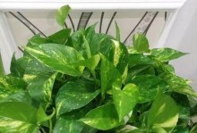 过期面粉怎样沤肥（废弃的面粉变身肥料，再也不浪费了！）