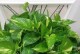 过期面粉怎样沤肥（废弃的面粉变身肥料，再也不浪费了！）