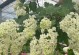 绣球花的剪枝技巧（掌握绣球花的剪枝时机和方法，让花草更加茂盛）