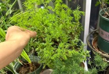 以蓬来松花的养护技巧（打造繁花似锦的蓬松花园）