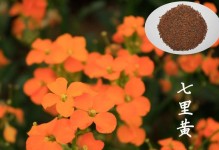 七里香的香味散发之秘密（如何让七里香散发出独特香味？）