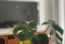龟背竹叶子干黄的处理方法（保鲜技巧与利用价值）