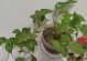 关于植物养护的生死之道（探索花卉护理的窍门与技巧，科学呵护花草健康成长）