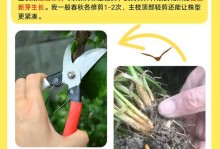 菊花养护室内还是室外？（探讨菊花的最佳生长环境）