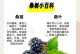了解桑树——一种多功能的经济植物（探索桑树的生态环境、用途和价值）