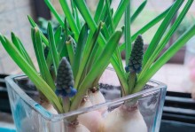 风信子的种植与养护指南（打造美丽的花坛，从风信子开始）