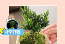 黄杨盆景选择深盆还是浅盆？（盆景造型、生长环境和养护需要）