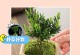 黄杨盆景选择深盆还是浅盆？（盆景造型、生长环境和养护需要）