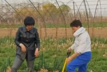 大葱成熟期及采摘技巧（了解大葱成熟期，让你采摘更有效）