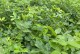 掌握沙梨高产种植技术，实现丰收（沙梨亩产量多少斤？如何提高产量？）