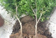 种植米兰花，深盆还是浅盆好？（深盆的优点和缺点，浅盆的优点和缺点，如何选择最合适的盆？）