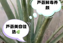 中国芦荟的食用方式及功效（探索芦荟在中餐中的独特应用及健康益处）
