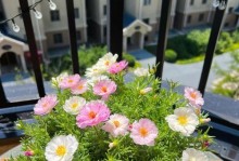 以太阳花种植方法与技巧（打造花园中的耀眼之星）