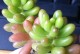 虹之玉的养殖方法及技巧（打造丰富多彩的虹之玉花园，让生活充满色彩）