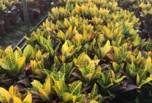 以洒金变叶木的养殖方法（打造精美盆景，以洒金变叶木养殖全攻略）