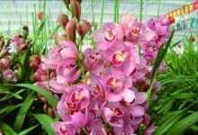 富贵子的阳光生活（阳光、健康、快乐）