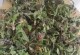 蒲公英的花期与开花时间（探究蒲公英的生长与开花习性）