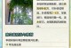 如何防止幸福树叶子发干脱落（关注养护技巧，让幸福树焕发生机）