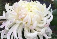 七彩的菊花世界（菊花的色彩魅力与花语）