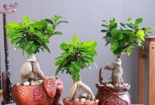 以榕树盆景怎么提根？（掌握关键步骤，成功繁衍新苗）