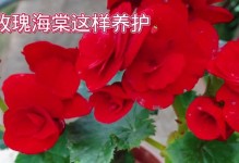 玫瑰海棠花期多久时间？——解密花开的奥秘（一年四季，繁花似锦）