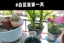 云豆种植方法详解（从种子到收获，打造丰收的云豆园）