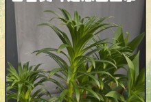 大面积黄叶（探索黄叶现象背后的原因及其对植物生长的影响）