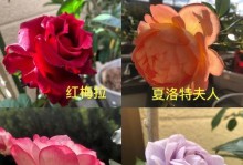 榴花秋舞月季的优缺点（探寻榴花秋舞月季的优点和不足，了解如何正确栽培和养护）