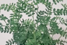 清香木叶子的妙用——解忧祛烦的灵草（叶中瑰宝，舒心妙方，以叶焉解忧）