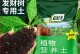 发财树的土壤要求及种植技巧（掌握这些关键点，你也能种出翠绿茂盛的发财树）